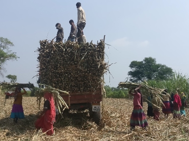 Beed: High hysterectomy rate among sugarcane cutters signals unethical medical practices, poor work conditions Beed: High hysterectomy rate among sugarcane cutters signals unethical medical practices, poor work conditions