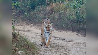 Coronavirus Outbreak: Animal Planet's new documentary to explore effects of COVID-19 on animals