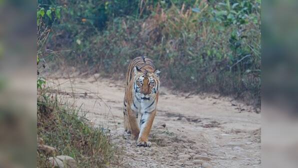 Coronavirus Outbreak: Animal Planet's new documentary to explore effects of COVID-19 on animals