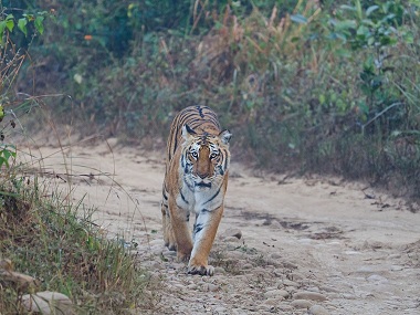 Coronavirus Outbreak: Animal Planet's new documentary to explore effects of COVID-19 on animals Coronavirus Outbreak: Animal Planet's new documentary to explore effects of COVID-19 on animals