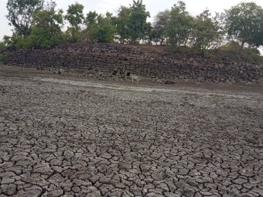 Villagers in Madhya Pradesh's Damoh are forced to drink from dirty pond frequented by animals due to water crisis Villagers in Madhya Pradesh's Damoh are forced to drink from dirty pond frequented by animals due to water crisis