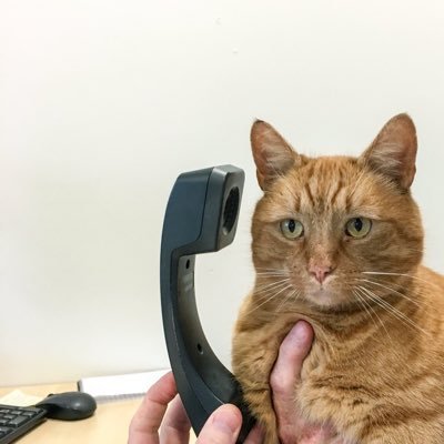 World Cup Social Pavilion: Rains and a cat get the spotlight on social media but David Warner triumphs all World Cup Social Pavilion: Rains and a cat get the spotlight on social media but David Warner triumphs all