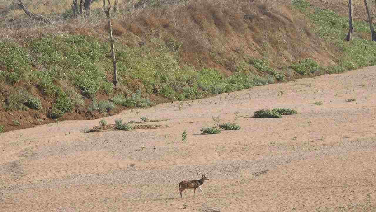 When a stream becomes a trickle: Chital deer crossing a dry river bed for drinking scarce water in Central India. Image credit: Neha Sinha