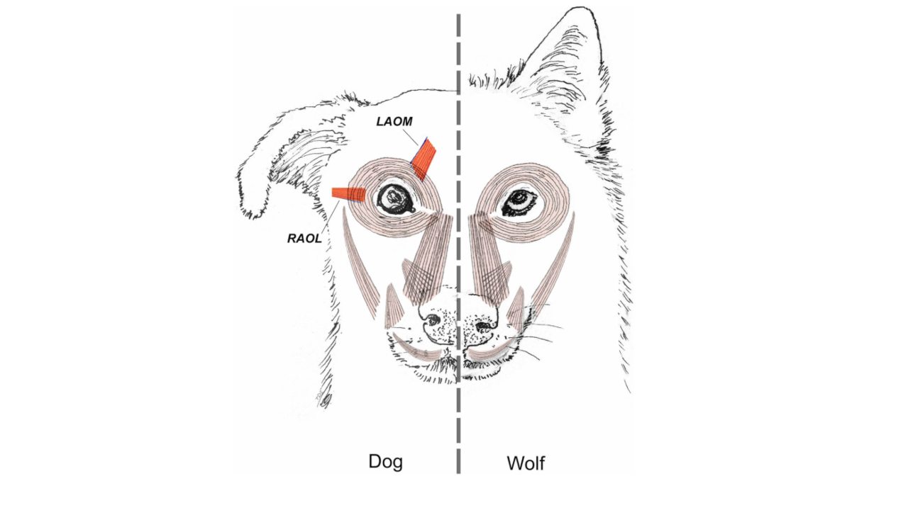 Face muscles in wolves (animal’s left) and dogs (right) with differences in anatomy highlighted in red. Image courtesy: Tim D Smith/Cambridge University Press Cambridge, UK).