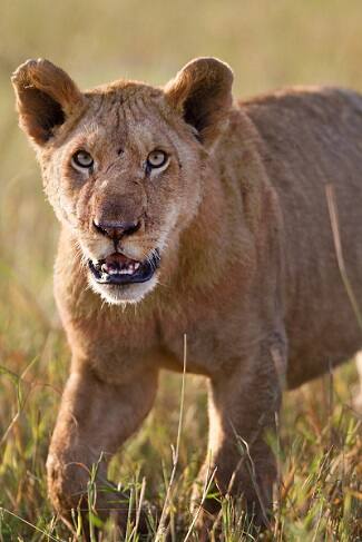 Picture Shows: Alan, Charm's youngest son, was always one of the greediest in the pride. Cleared for Brand use - Level A-B.