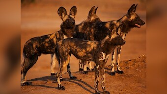 Dynasties review: BBC's latest docuseries dramatises survival stories of five endangered wildlife species