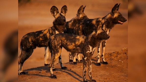 Dynasties review: BBC's latest docuseries dramatises survival stories of five endangered wildlife species