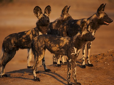 Dynasties review: BBC's latest docuseries dramatises survival stories of five endangered wildlife species Dynasties review: BBC's latest docuseries dramatises survival stories of five endangered wildlife species