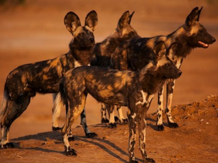 Dynasties review: BBC's latest docuseries dramatises survival stories of five endangered wildlife species