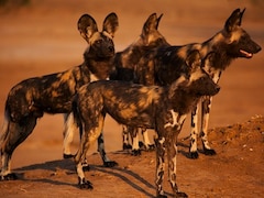 Dynasties Painted Wolves380