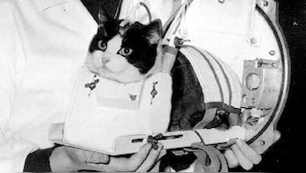 Space Week: Dogs, chimps, fruit flies and all the other animals that flew to space before humans did