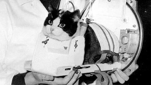 Space Week: Dogs, chimps, fruit flies and all the other animals that flew to space before humans did