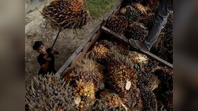 Palmolein import curbs: 'Can we just renegotiate?' asks Malaysian lawmaker keen to mend ties with India on edible oil