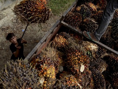 Govt puts restrictions on import of refined palm oil; shipment from Malaysia likely to be hit, no curbs on Indonesia Govt puts restrictions on import of refined palm oil; shipment from Malaysia likely to be hit, no curbs on Indonesia