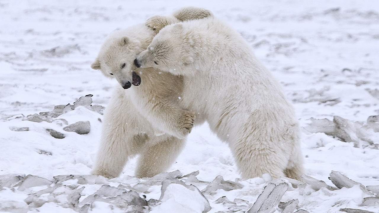 Polar bears inspire new material that traps heat, is water-resistant and stretchy Polar bears inspire new material that traps heat, is water-resistant and stretchy