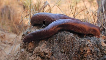 Illegal smuggling of the Indian red sand boa to China is driving them to extinction