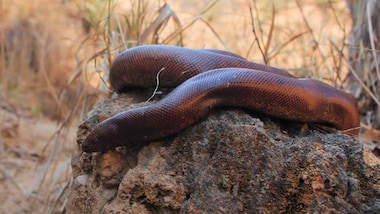 Illegal smuggling of the Indian red sand boa to China is driving them to extinction