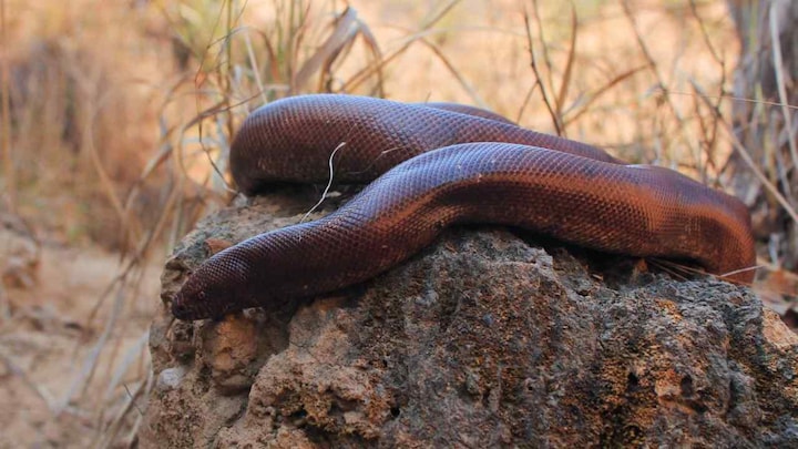 Illegal smuggling of the Indian red sand boa to China is driving them to extinction
