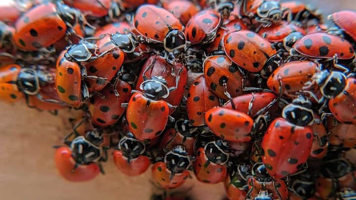 Ladybug swarm: Massive ladybug migration several kilometers wide picked up by radar