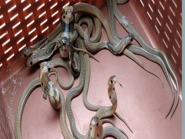 https://images.firstpost.com/wp-content/uploads/2019/06/Representative-Imgae-Snakes1.jpg