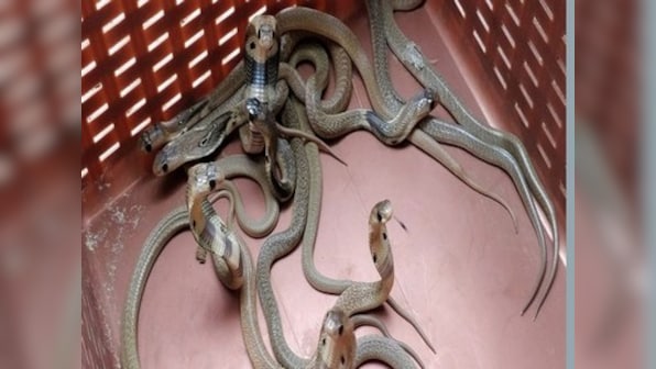 Snake bites in Odisha account for more deaths than natural calamities, says Biju Janata Dal Minister Sudam Marandi