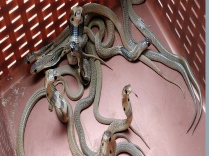 Snake bites in Odisha account for more deaths than natural calamities, says Biju Janata Dal Minister Sudam Marandi