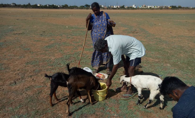 Goats have grazing near the Puzhal Lake, one of the main water reservoirs of Chennai. Image courtesy: 101Reporters
