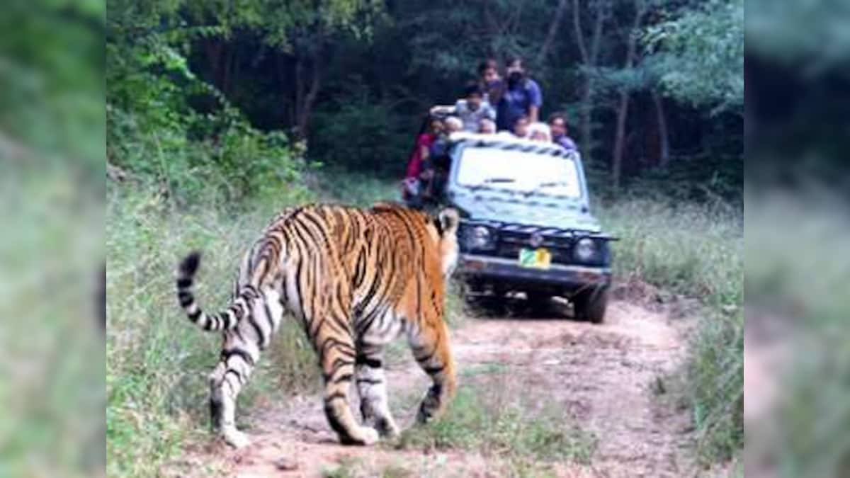 Survival of Sariska’s tigers hangs in balance amid failure to remove squatters from critical habitat zone, genetic inferiority of inbred felines