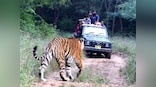 Rajasthan's Sariska may become tiger-less again, fear experts, as male relocated to reserve dies; forest department sends SOS to NTCA