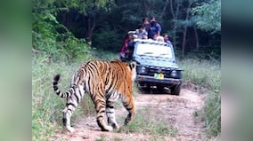 Rajasthan's Sariska may become tiger-less again, fear experts, as male relocated to reserve dies; forest department sends SOS to NTCA