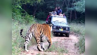 Rajasthan's Sariska may become tiger-less again, fear experts, as male relocated to reserve dies; forest department sends SOS to NTCA