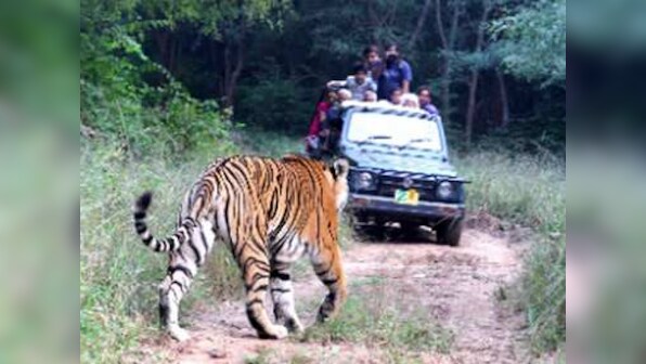 Survival of Sariska’s tigers hangs in balance amid failure to remove squatters from critical habitat zone, genetic inferiority of inbred felines