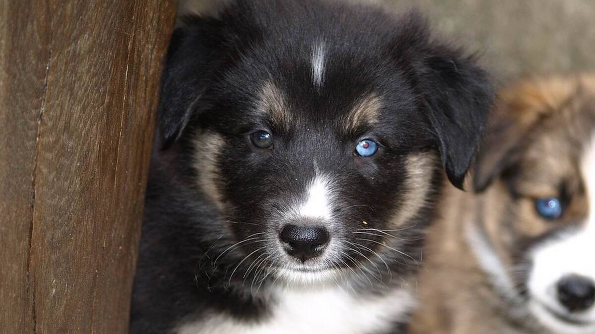 Dogs evolved 'puppy eyes' to communicate with humans after their ...