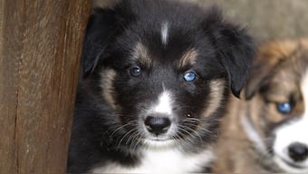 Dogs evolved 'puppy eyes' to communicate with humans after their domestication