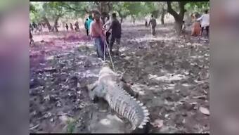 Crocodile enters temple in Gujarat's Mahisagar; villagers delay rescue efforts, claim reptile's presence was auspicious