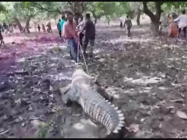 Crocodile enters temple in Gujarat's Mahisagar; villagers delay rescue efforts, claim reptile's presence was auspicious Crocodile enters temple in Gujarat's Mahisagar; villagers delay rescue efforts, claim reptile's presence was auspicious