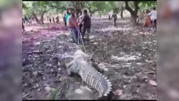 Crocodile enters temple in Gujarat's Mahisagar; villagers delay rescue efforts, claim reptile's presence was auspicious
