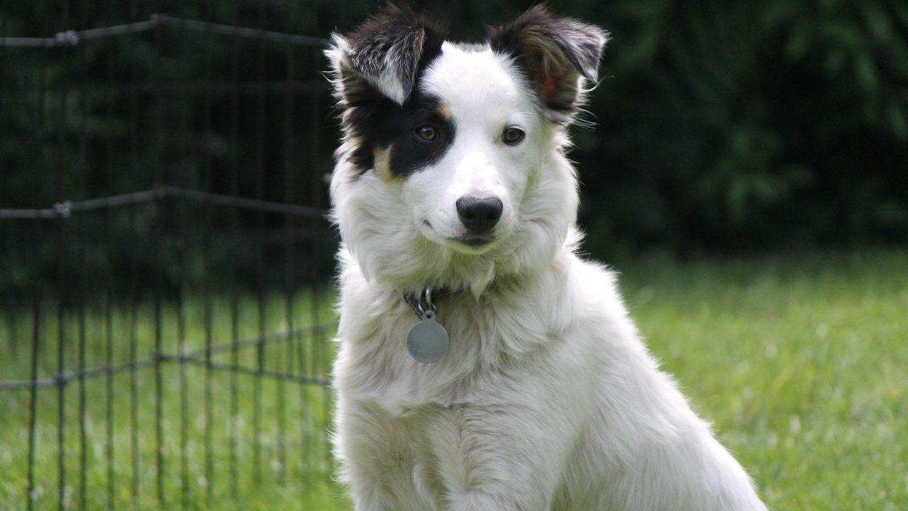 Dogs feel it too: Dogs stand by their caretakers during stressful periods, research finds