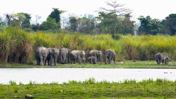 Asian elephants are forming gangs to survive threats from human-occupied areas