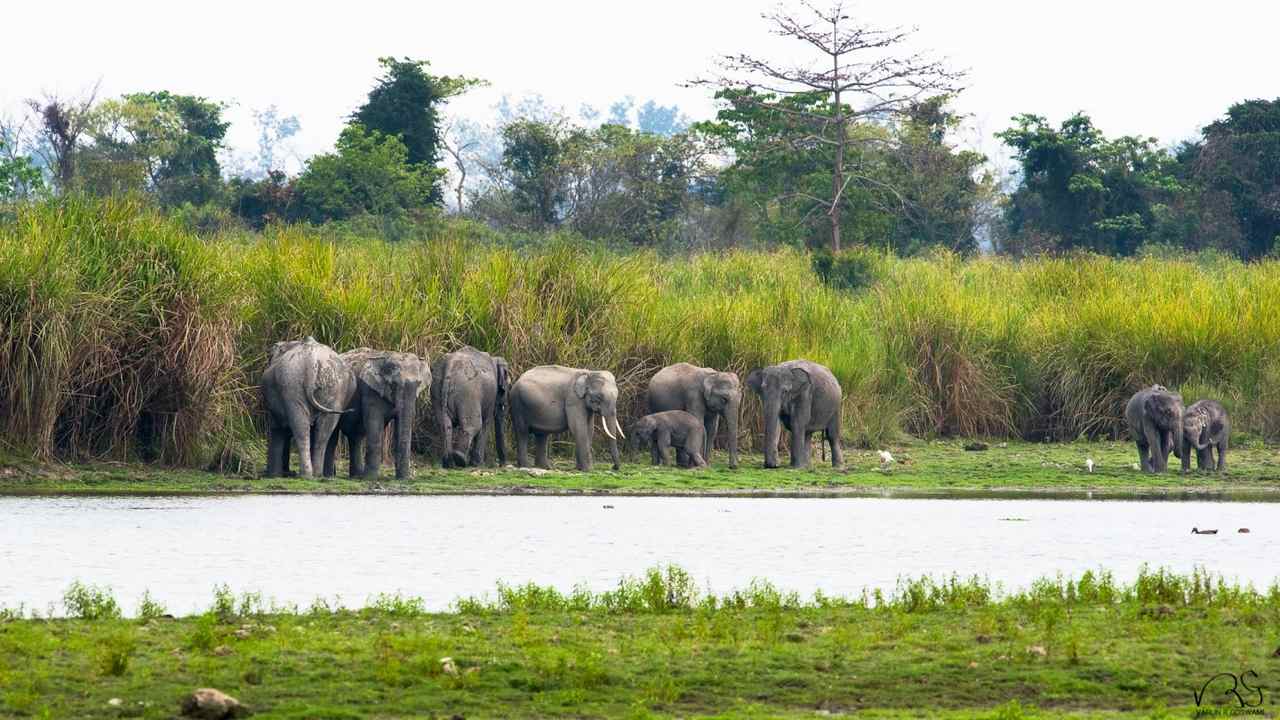 Asian elephants are forming gangs to survive threats from human-occupied areas Asian elephants are forming gangs to survive threats from human-occupied areas