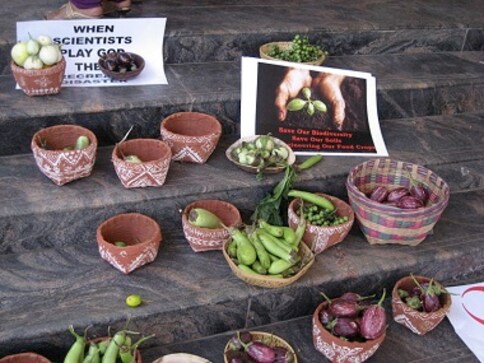 India must adopt stricter regulation of genetically engineered crops, or face biosecurity breach India must adopt stricter regulation of genetically engineered crops, or face biosecurity breach