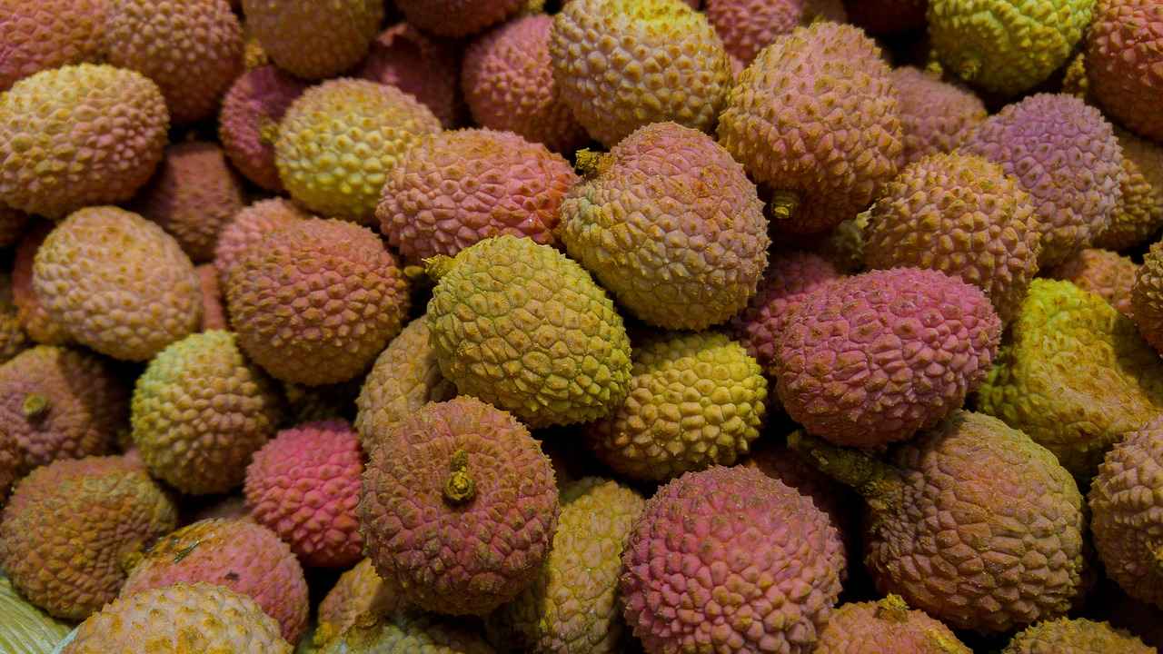 Encephalitis deaths in Bihar: Lychees can trigger brain fever infection, but the main cause is malnutrition, says expert Encephalitis deaths in Bihar: Lychees can trigger brain fever infection, but the main cause is malnutrition, says expert