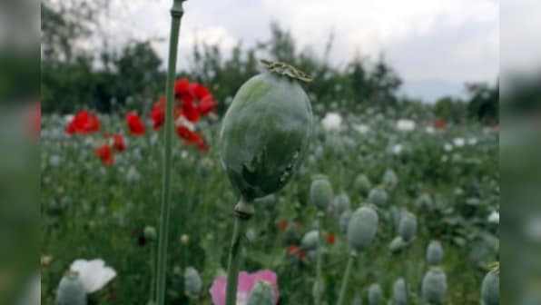Increasing poppy cultivation in Kashmir leaves hospitals battling surge of drug dependence cases; locals seek prompt action from authorities