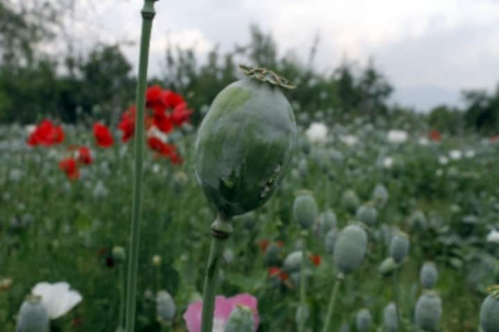 Increasing poppy cultivation in Kashmir leaves hospitals battling surge of drug dependence cases; locals seek prompt action from authorities