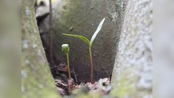 World Environment Day: Prakash Javadekar launches 'SelfieWithSapling' campaign, urges people to advocate cause on social media
