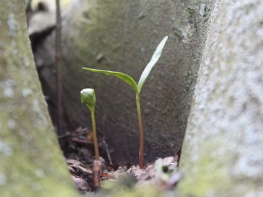 World Environment Day: Prakash Javadekar launches 'SelfieWithSapling' campaign, urges people to advocate cause on social media World Environment Day: Prakash Javadekar launches 'SelfieWithSapling' campaign, urges people to advocate cause on social media