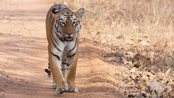 PM Narendra Modi releases census of India's tiger population in All India Tiger Estimation Report