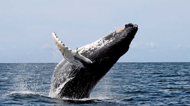 Japan exists IWC, resumes commercial whaling, catches first whale after 33 years ban
