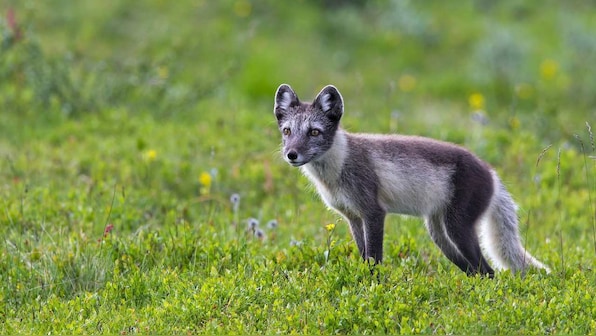 Arctic fox covers distance of 3,500 km from Norway to reach Canada in 76 days