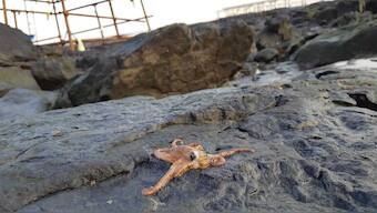 Coastal Justice: Mumbai HC puts paid to govt plans for destroying city’s coastline, coral reefs, hundreds of species with Rs 12,000 cr Coastal Road Project